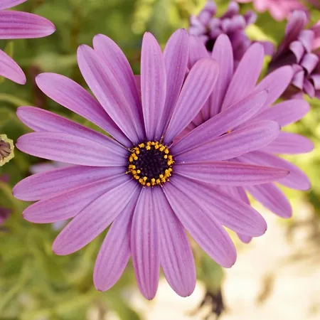 公寓 Ca' De Gino 圣托·斯特凡诺·阿尔马尔